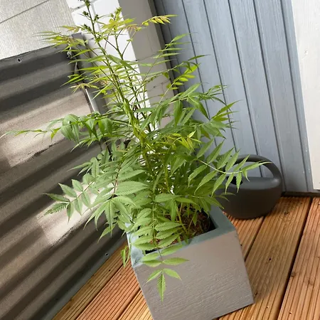 Appartement - Büdingen